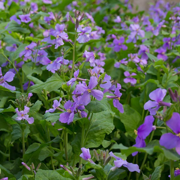 Flowing Chinese violet cress