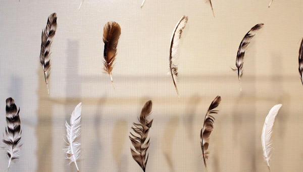 A collection of bird feathers on display