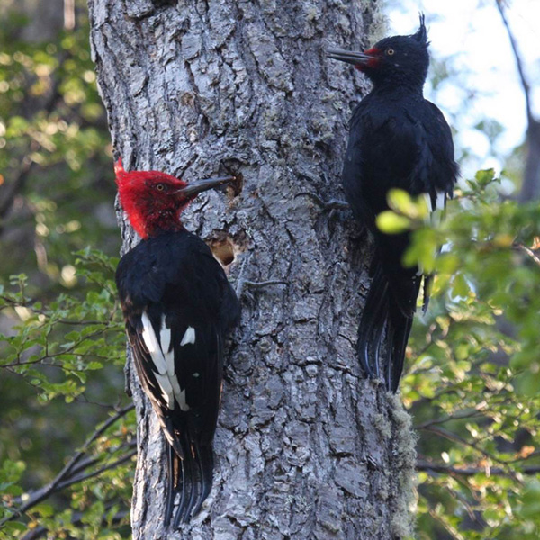 Two woodpeckers on a tree